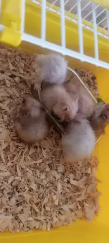 Hamster disponível