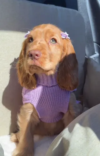 Cocker Spaniel filhote disponível! Muito amor, carinho e fofura.