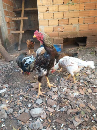Frango caipira 