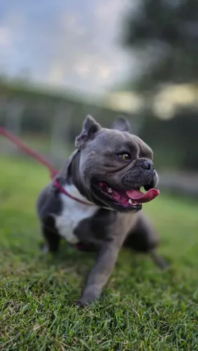 Exotic bully