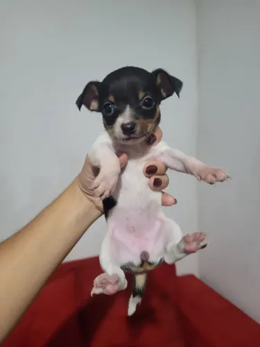 Pinscher fêmea 