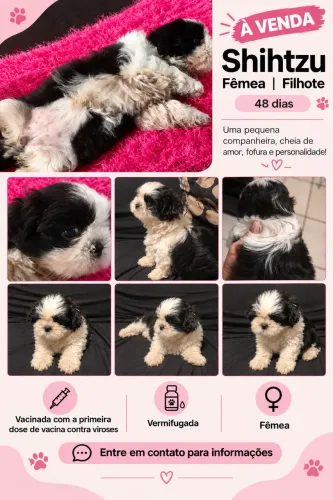 Shihtzu Femea À Venda
