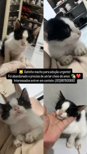 Gato para adoção