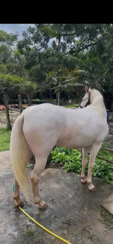 Égua