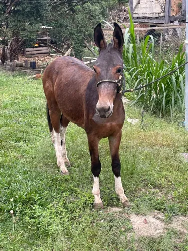 Avenda lindo burro filho de jumento pega em égua manga larga