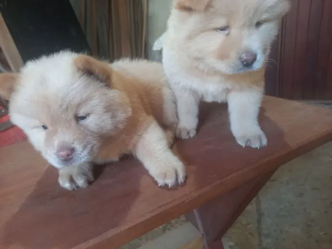  FILHOTES DE CHOW-CHOW EUROPEU 