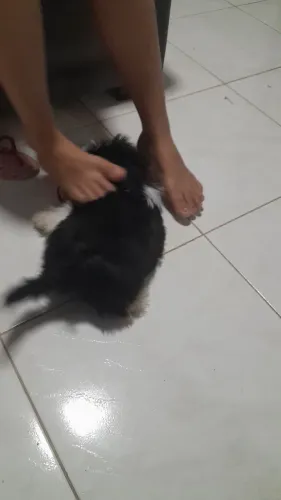 Shihtzu