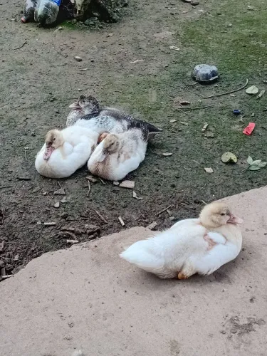 Patinhos 