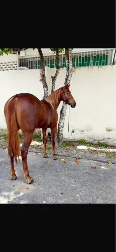Potra quarto de milha