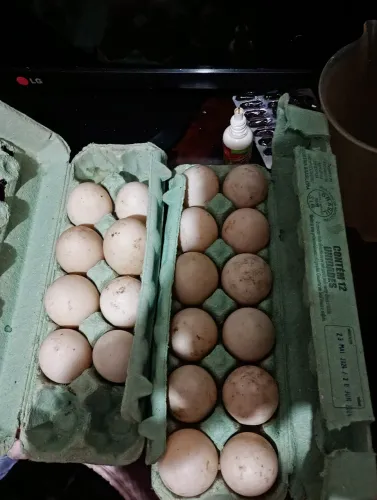 Vende se ovos de patas