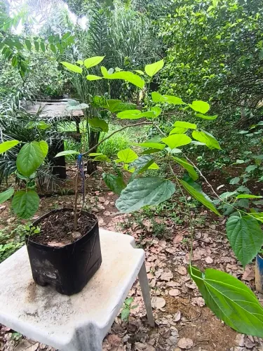 Muda de Amora 