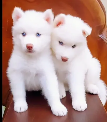 Husky siberiano