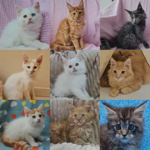 Maine Coon Filhotes - Gatil BSB Cat