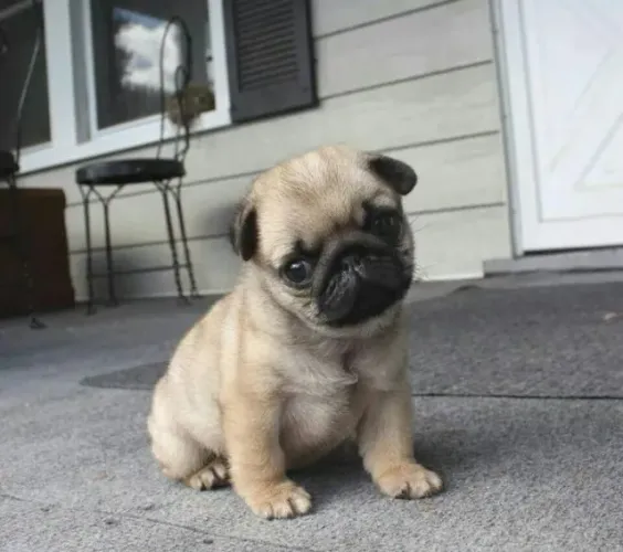 Pug Companhia que se torna indispensável