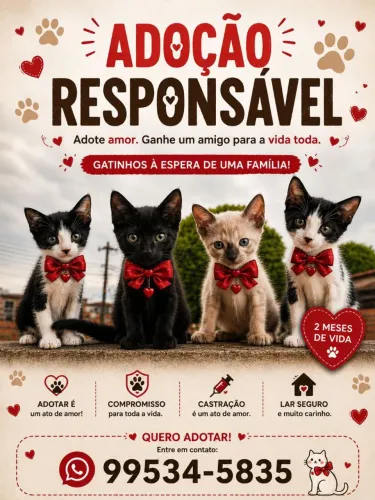 Adoção de gatinhos 2 machos e 2 fêmea