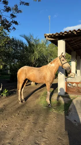 Égua Pampa de Baio