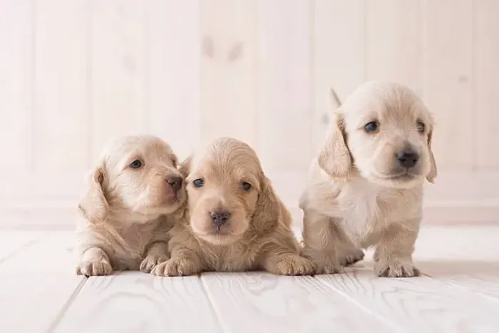 ? Seu Novo Cocker Spaniel Espera por Você | Confira a Disponibilidade