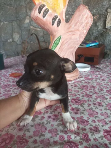 Lindo filhote de Chuaua Macho