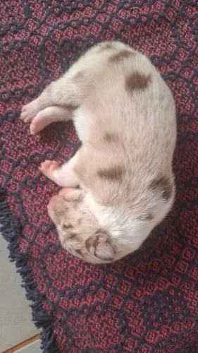 Macho red merle