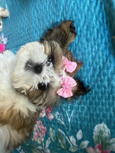 Filhote de shih tzu micro fêmea