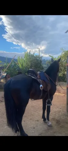 Cavalo Mangalarga marchador