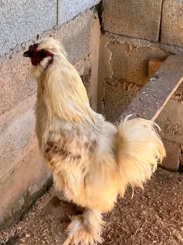Galo sedosa vacinado