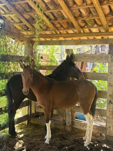 Mula calçada
