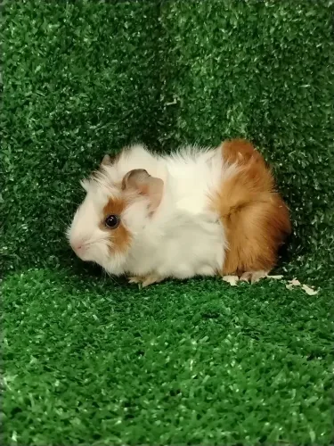 Porquinho da Índia