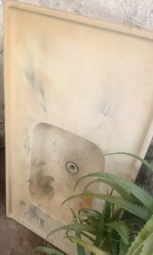 Pia
