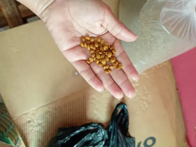 Ração de Gato Filhote 