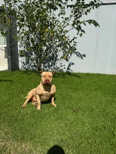 PITMONSTER DÓCIL 