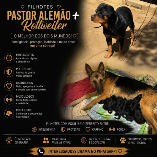 Vendo filhotes de Rottweiler vs Pastor Alemão
