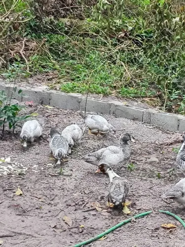 Doação de 5 filhotes de pato macho.