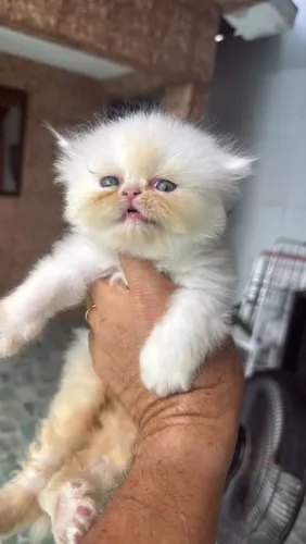 Filhote de gato persa