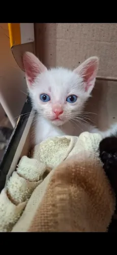 Gatinha branca 1 mês e meio