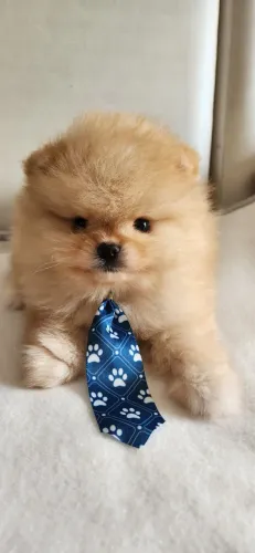 Lulu pomerania.