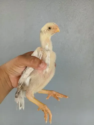Franguinhos bico curto 