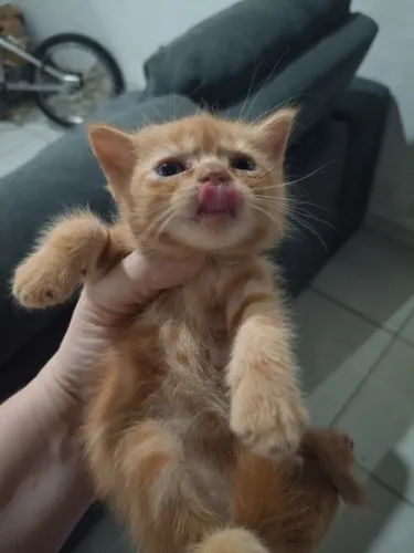 Doação de gatos