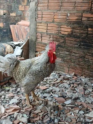 Galinha caipira