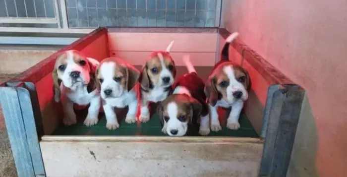 Filhote de Beagle o amigo que torna qualquer dia mais divertido