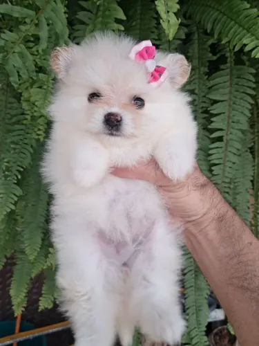 Lulu da Pomerânia fêmeas , anão , puríssimas ! Os verdadeiros ursinhos !!