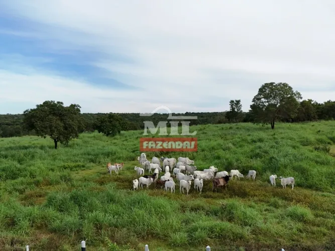 Fazenda de 50.7 alqueires 245.38 hectares em Dueré-TO
