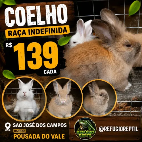 Coelhos