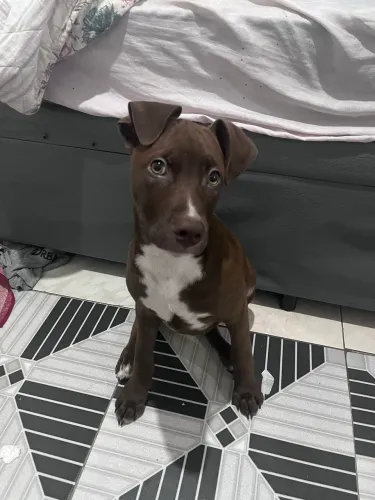Filhote de American pit bull terrier