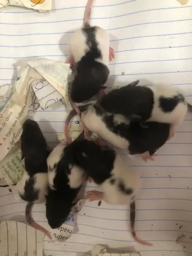 Ratos twister melhor amiguinho pet