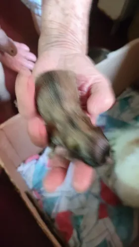 Lulu da Pomerânia anão
