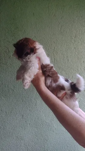 SHIH TZU MACHO TRICOLOR
