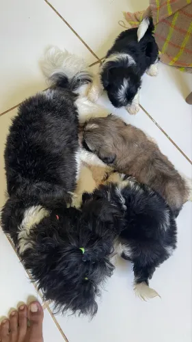 Shih tzu fêmea