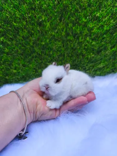 Coelho anão Raça Netherland Dwarf ( linhagem importada) 
