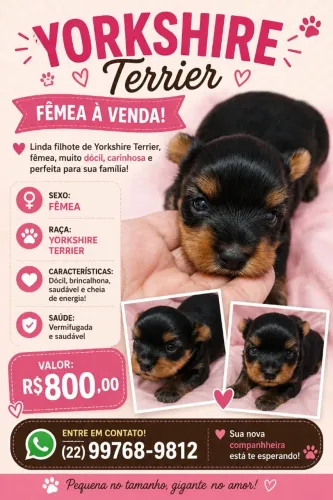 Yorkshire Terrier fêmea